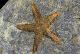 Two Ordovician Starfish (Petraster?) Fossils - Morocco #183386-1